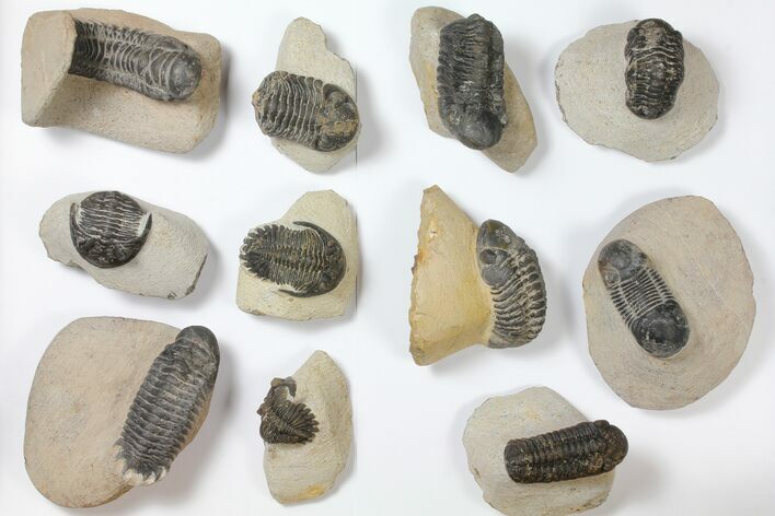 Lot: Assorted Devonian Trilobites - Pieces #119716